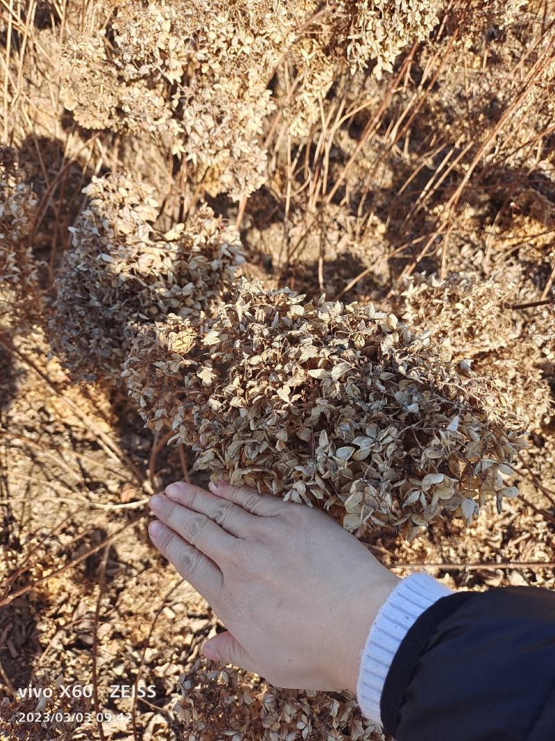 木绣球木绣球苗大花水桠木绣球圆锥绣球小苗
