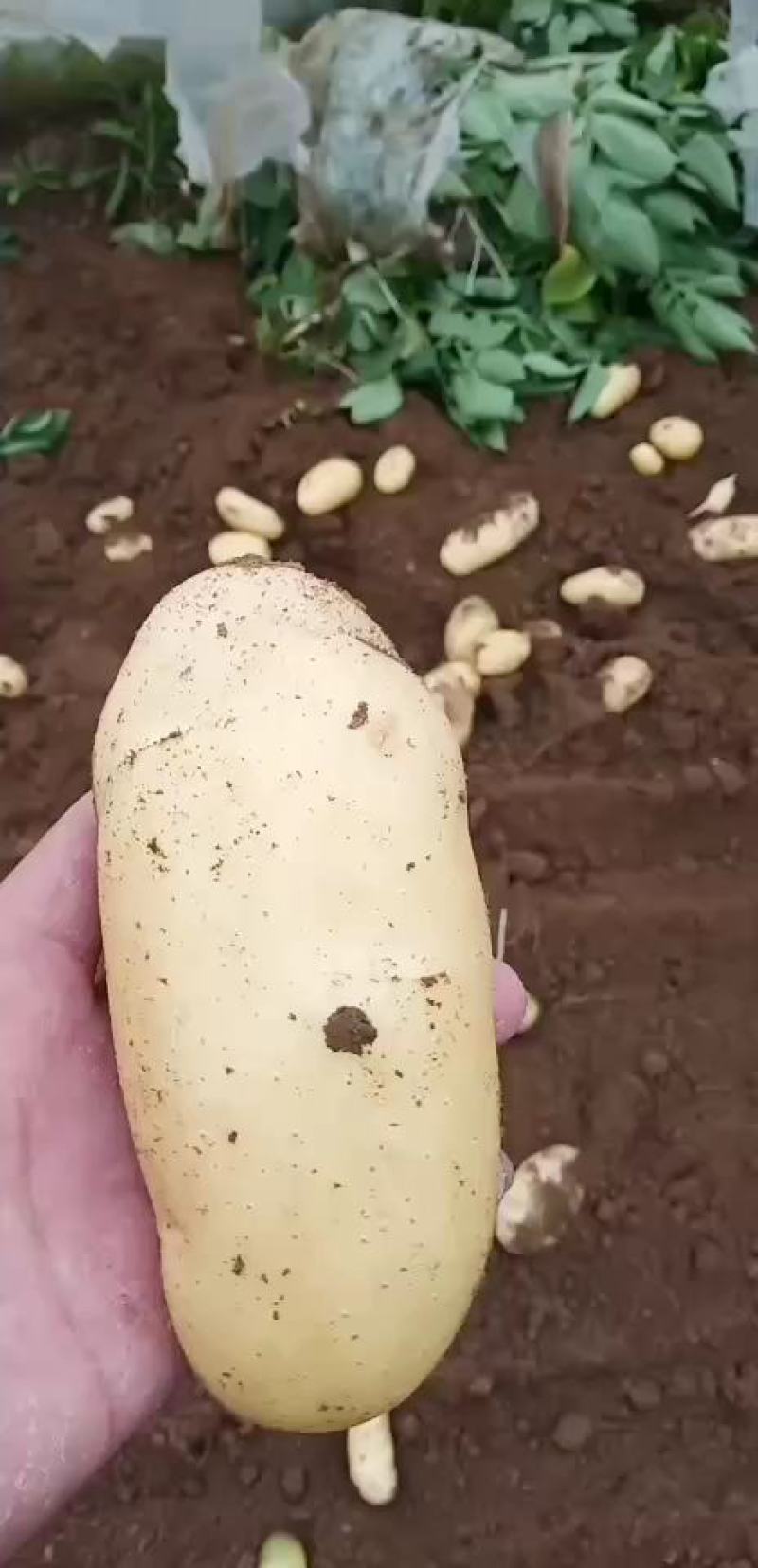 新鲜大棚土豆大量上市需要订购薯型好看色泽鲜亮
