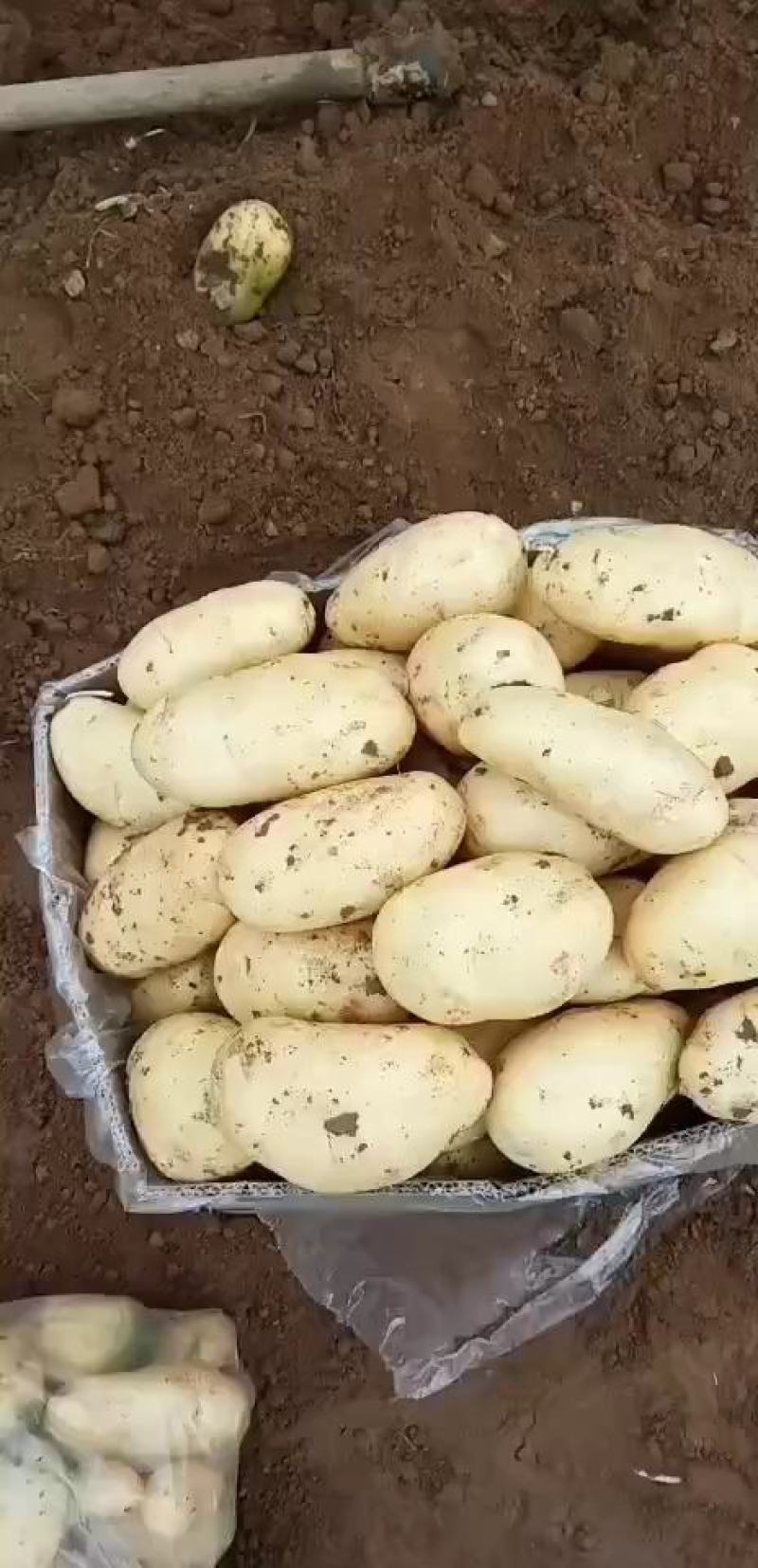 新鲜大棚土豆大量上市需要订购薯型好看色泽鲜亮