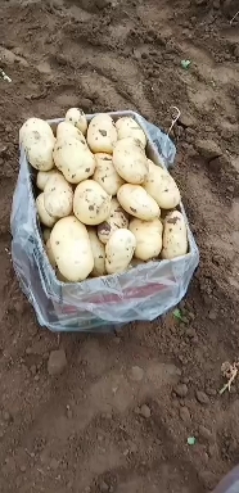 新鲜大棚土豆大量上市需要订购薯型好看色泽鲜亮