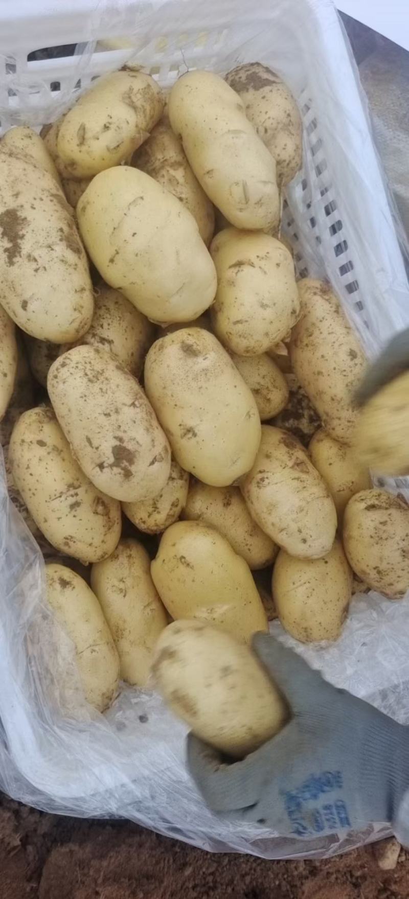 新鲜大棚土豆大量上市需要订购薯型好看色泽鲜亮