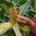 矮杆大穗蠡玉16大棒白轴活杆成熟抗锈病高产玉米种子