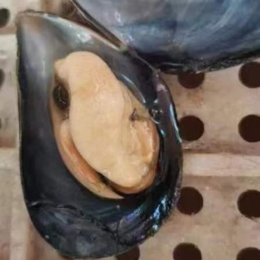 海虹