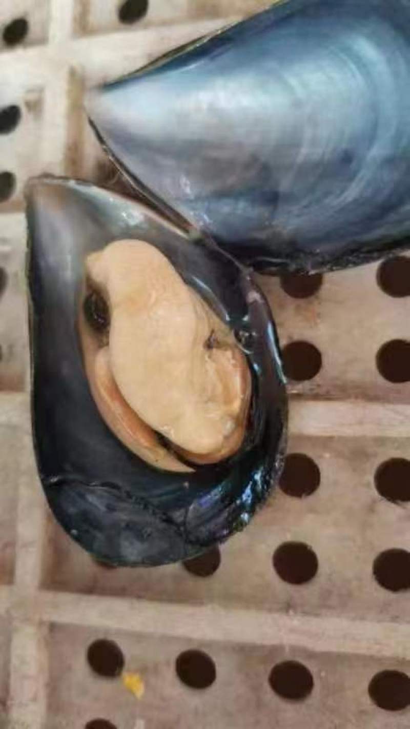 海虹