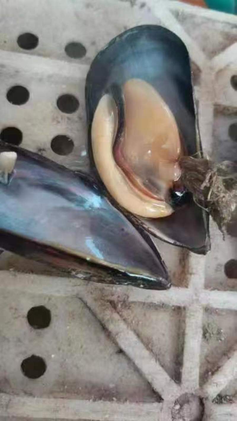 海虹