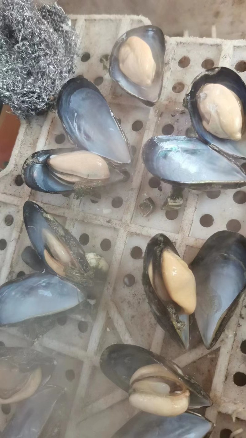 海虹