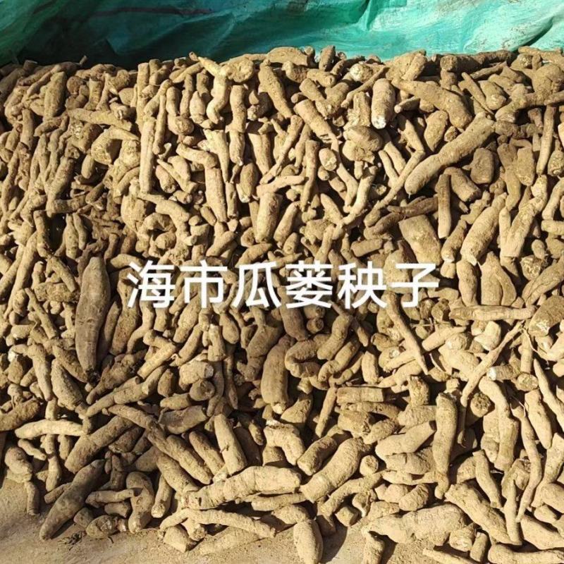 安国市海市瓜楼秧子