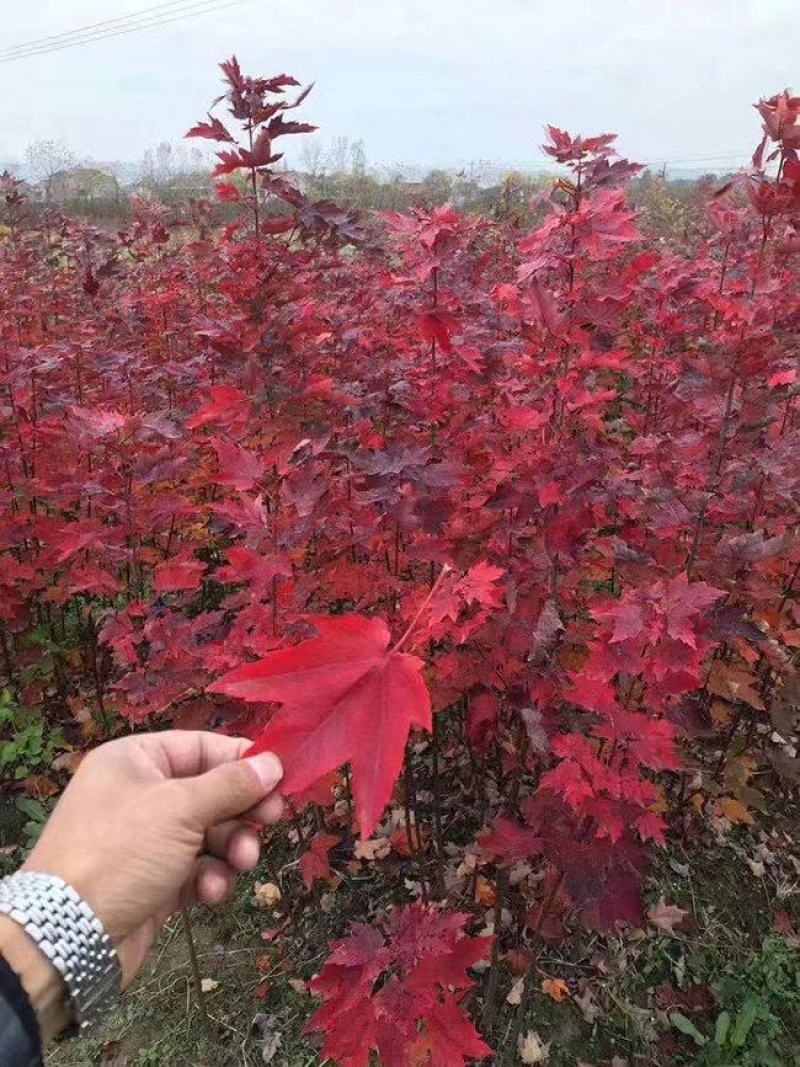 【美国红枫】现货出售一手货源场地直供园林绿化