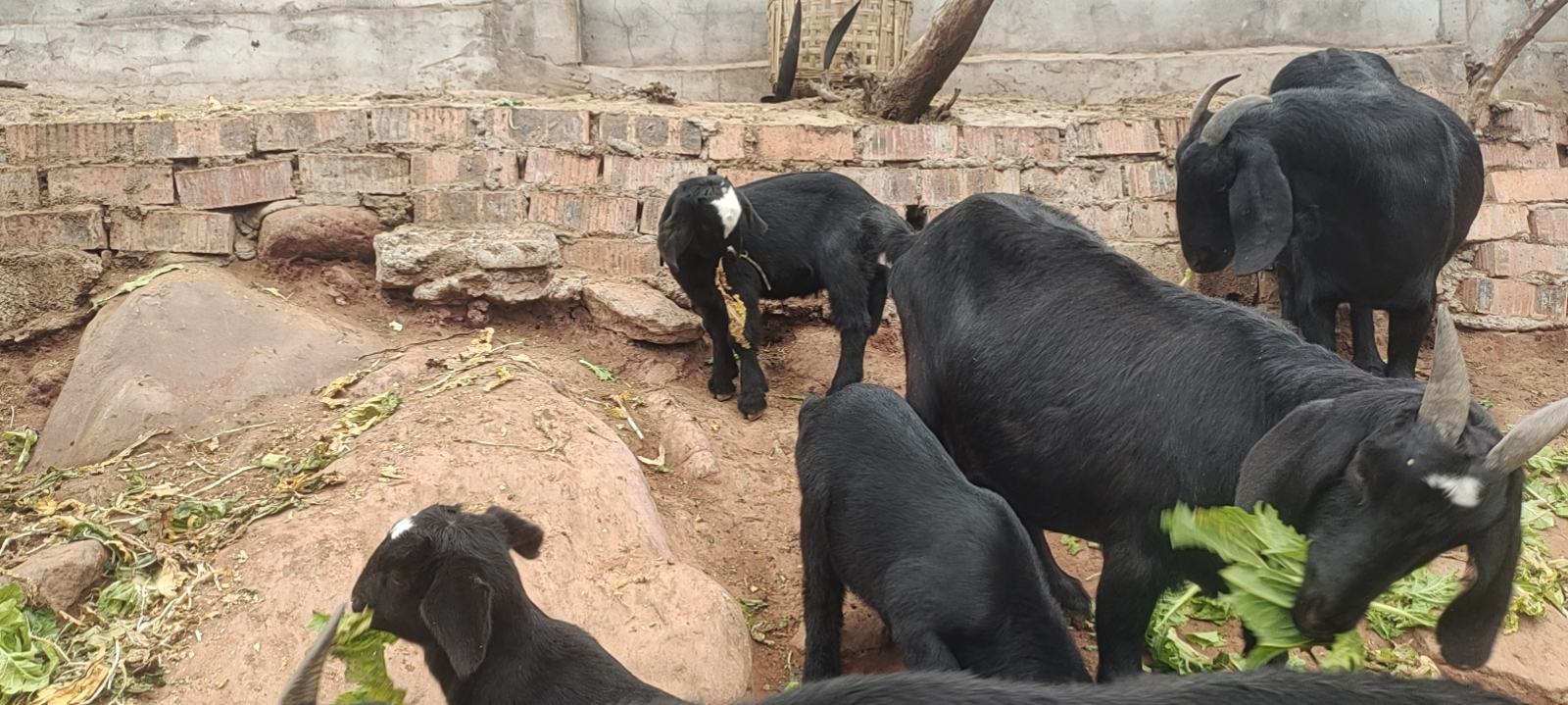 羊驼在通风良好的阳台活动