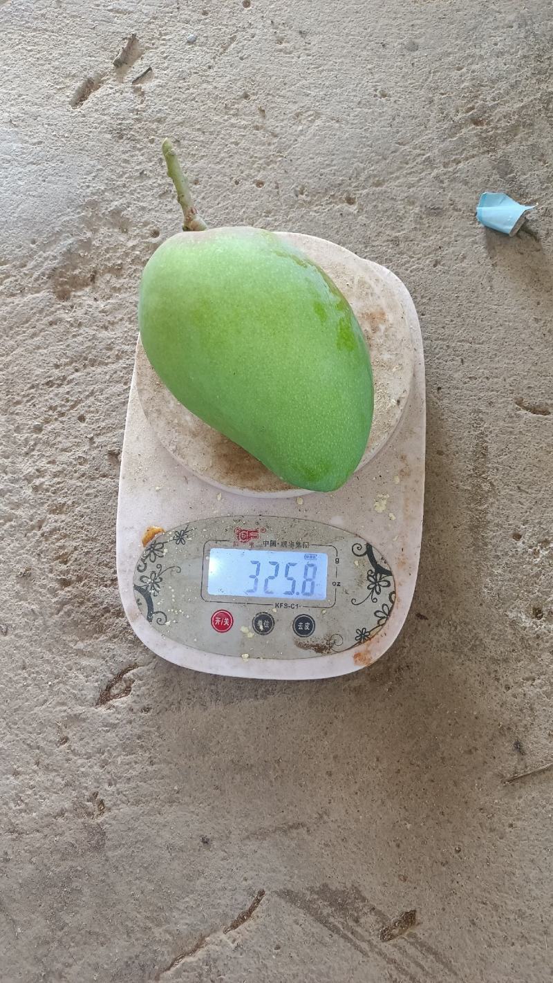 精品大台（海南小台芒）