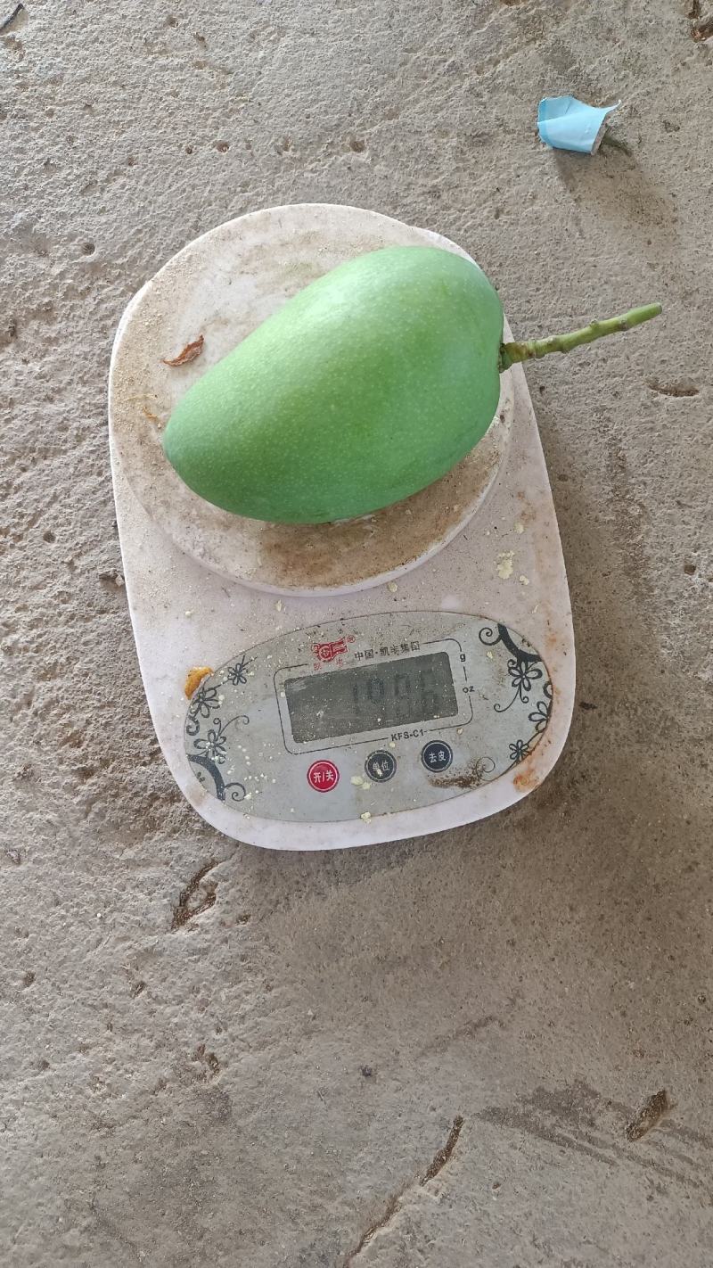精品大台（海南小台芒）