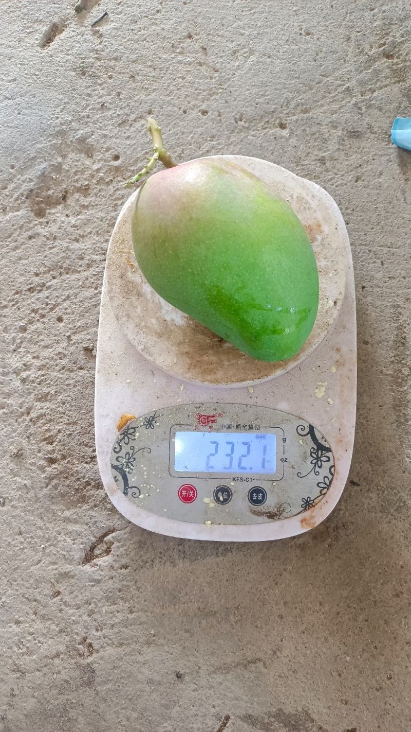 精品大台（海南小台芒）