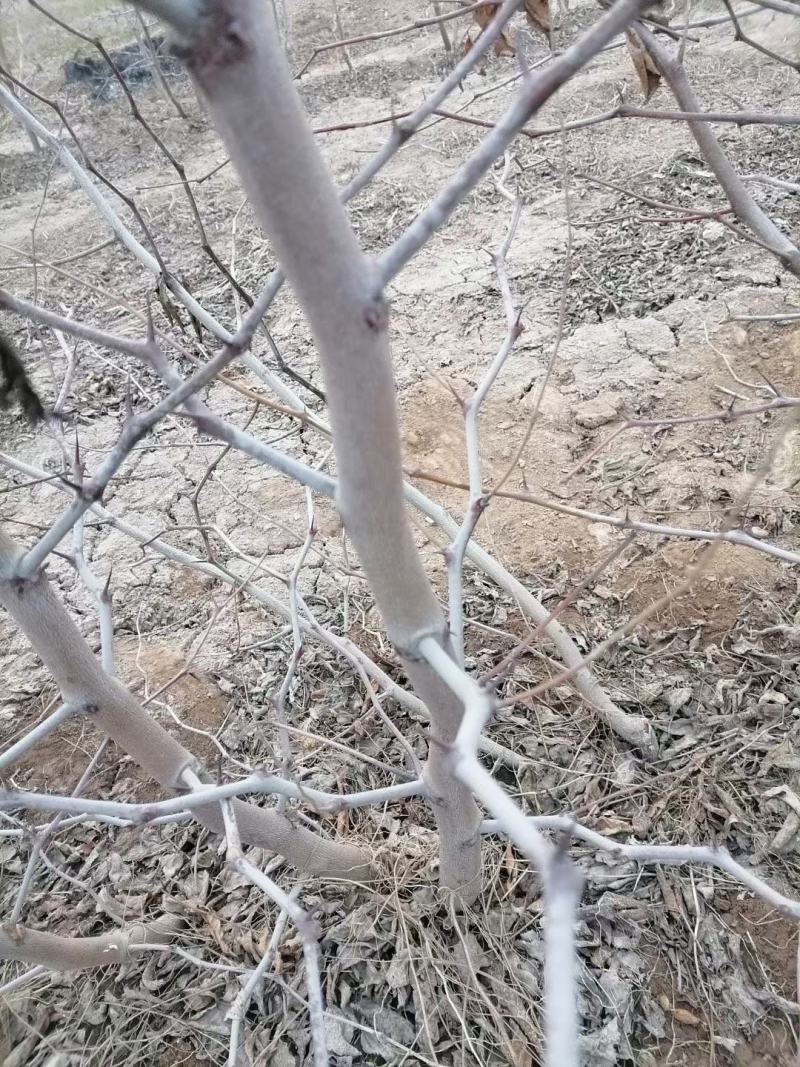 陕西大荔精品冬枣树苗，育苗十年，成活率，产量高果型漂亮，