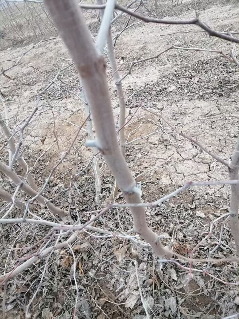陕西大荔精品冬枣树苗，育苗十年，成活率，产量高果型漂亮，