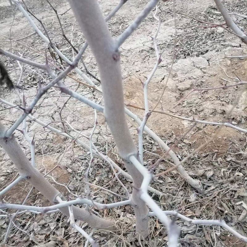 陕西大荔精品冬枣树苗，育苗十年，成活率，产量高果型漂亮，