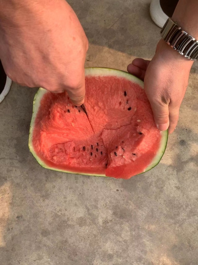 精品甜王西瓜云南西瓜皮二西瓜货源充足老挝缅甸