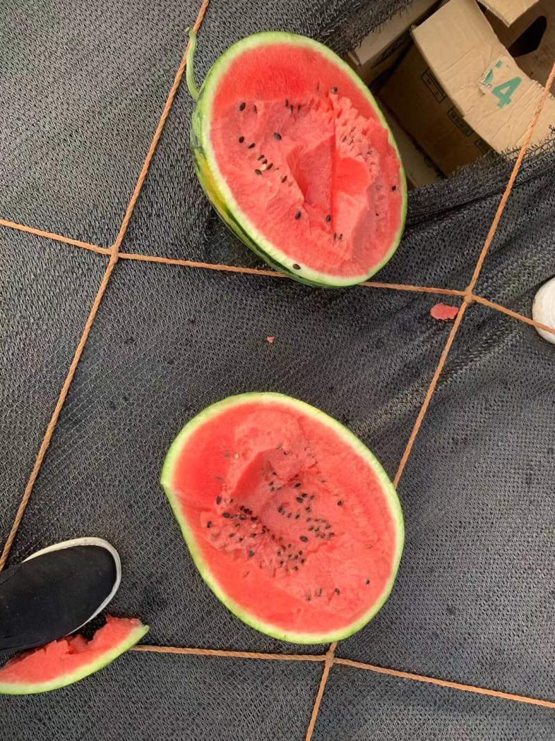 精品甜王西瓜云南西瓜皮二西瓜货源充足老挝缅甸