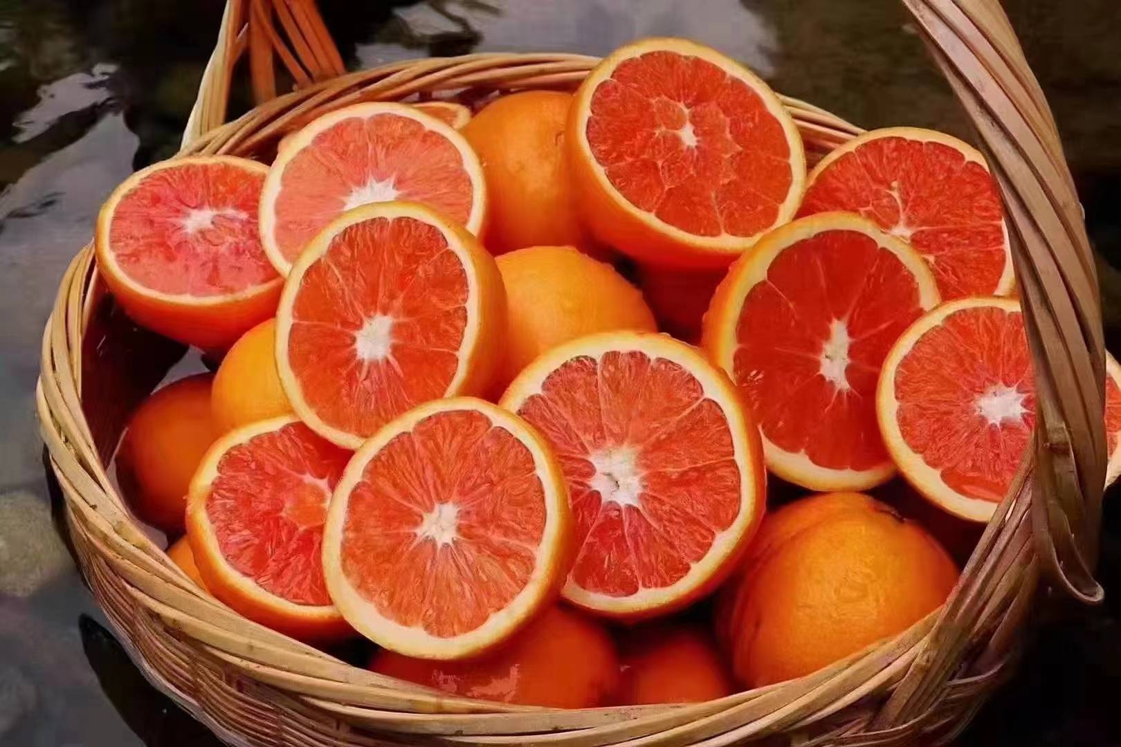 工人正在将新鲜采摘的血橙进行分级包装,准备出口 新鲜采摘的西西里岛血橙装箱场景