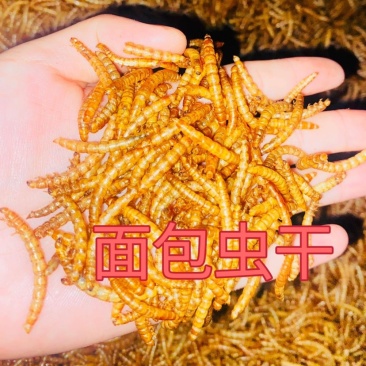 黄粉虫干