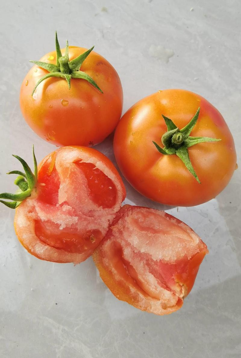 沙瓤番茄露地好吃易种优品308番茄种子汁多味浓