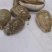 紫贝齿有货一公斤起卖十公斤包邮量大优惠欢迎选购