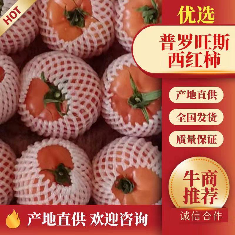 普罗旺斯水果西红柿，产地直供，一手货源，人工挑选电询