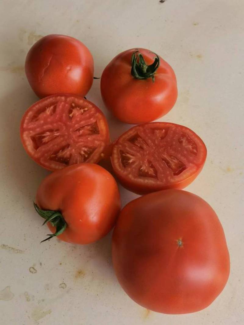 沙瓤番茄露地好吃易种优品308番茄种子汁多味浓