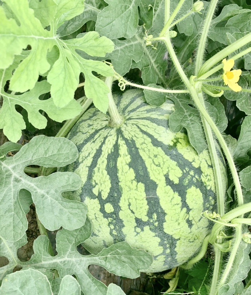 【推荐】西瓜产地基地货源量大从优可视频看货一手货源