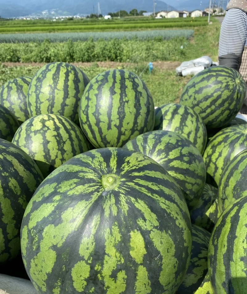 【推荐】西瓜产地基地货源量大从优可视频看货一手货源