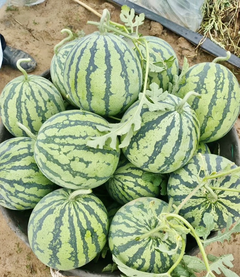 【推荐】西瓜产地基地货源量大从优可视频看货一手货源