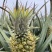 【推荐】菠萝基地货源量大从优可视频看货一手货源
