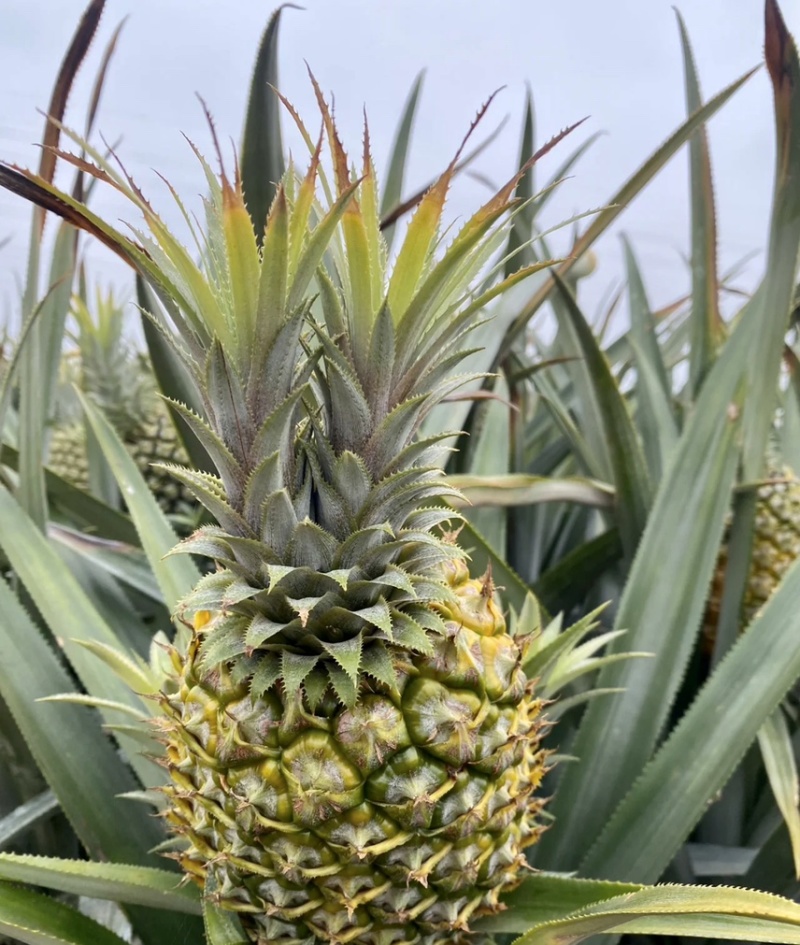 【推荐】菠萝基地货源量大从优可视频看货一手货源