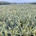 【推荐】菠萝基地货源量大从优可视频看货一手货源
