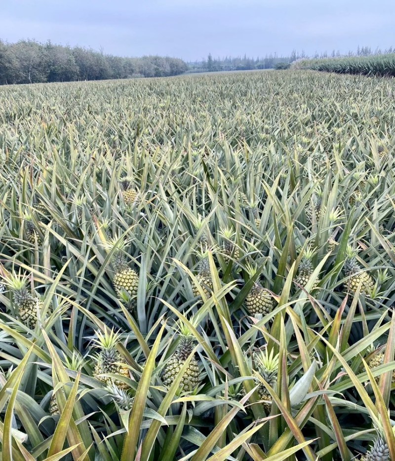 【推荐】菠萝基地货源量大从优可视频看货一手货源