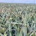 【推荐】菠萝基地货源量大从优可视频看货一手货源