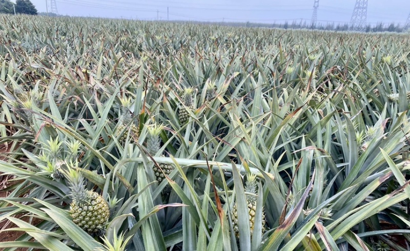 【推荐】菠萝基地货源量大从优可视频看货一手货源