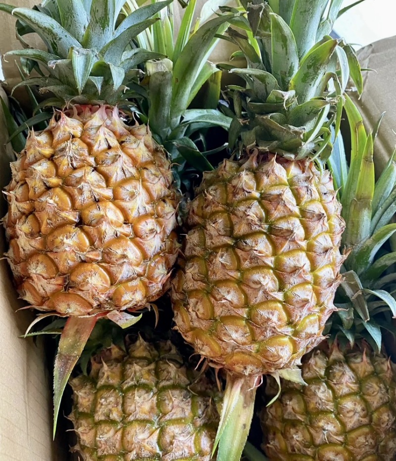 【推荐】菠萝基地货源量大从优可视频看货一手货源
