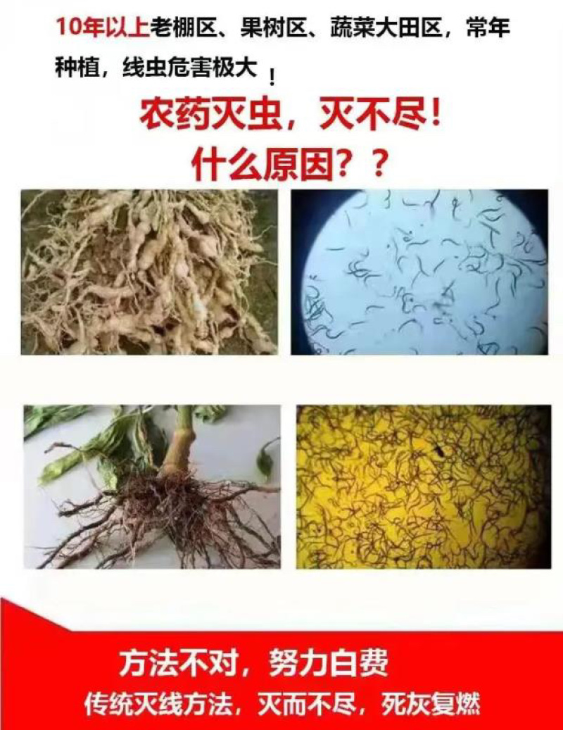 【推荐】微生物菌剂-枯草芽孢杆菌厂家直发量大优惠