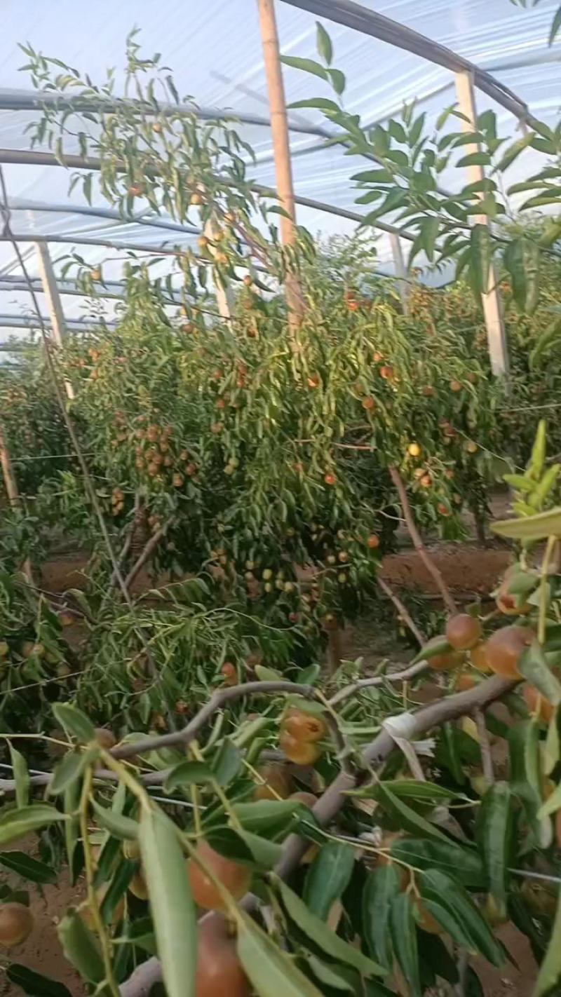 陕西大荔精品冬枣树苗，育苗十年，成活率，产量高果型漂亮，