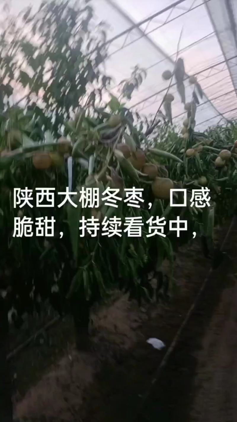 陕西大荔精品冬枣树苗，育苗十年，成活率，产量高果型漂亮，