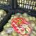 陕西大荔精品冬枣树苗，育苗十年，成活率，产量高果型漂亮，