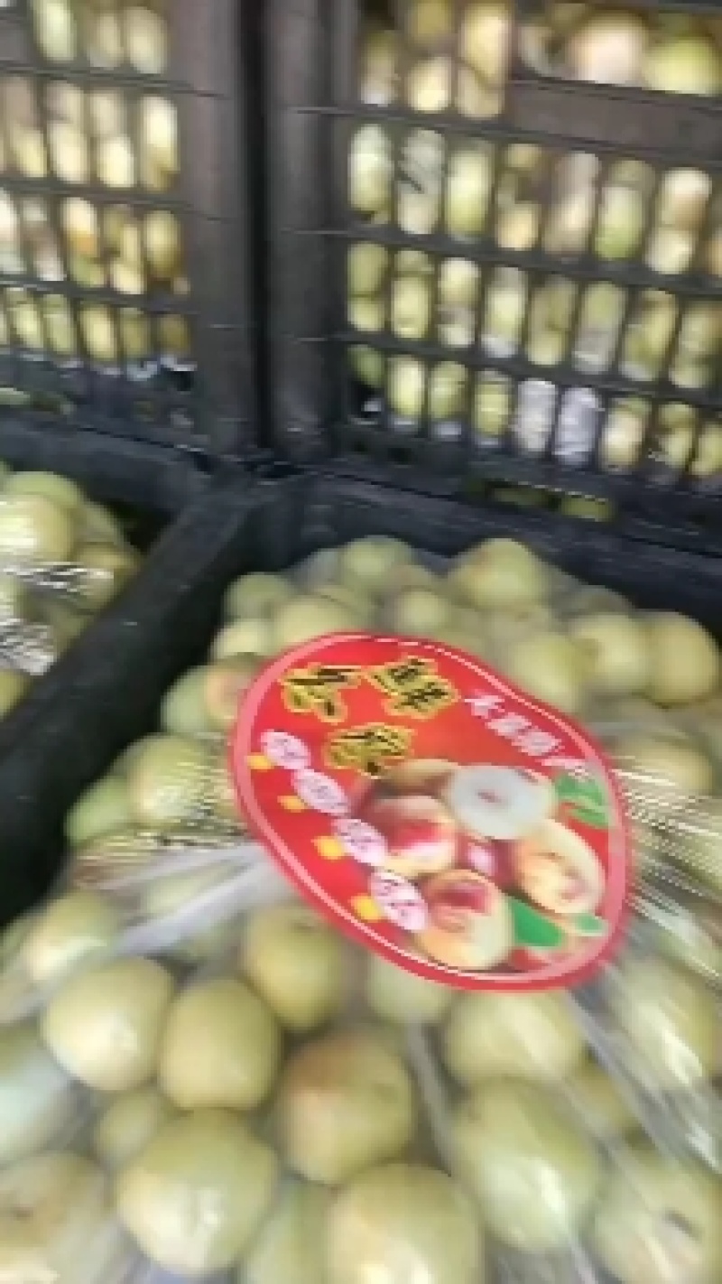 陕西大荔精品冬枣树苗，育苗十年，成活率，产量高果型漂亮，