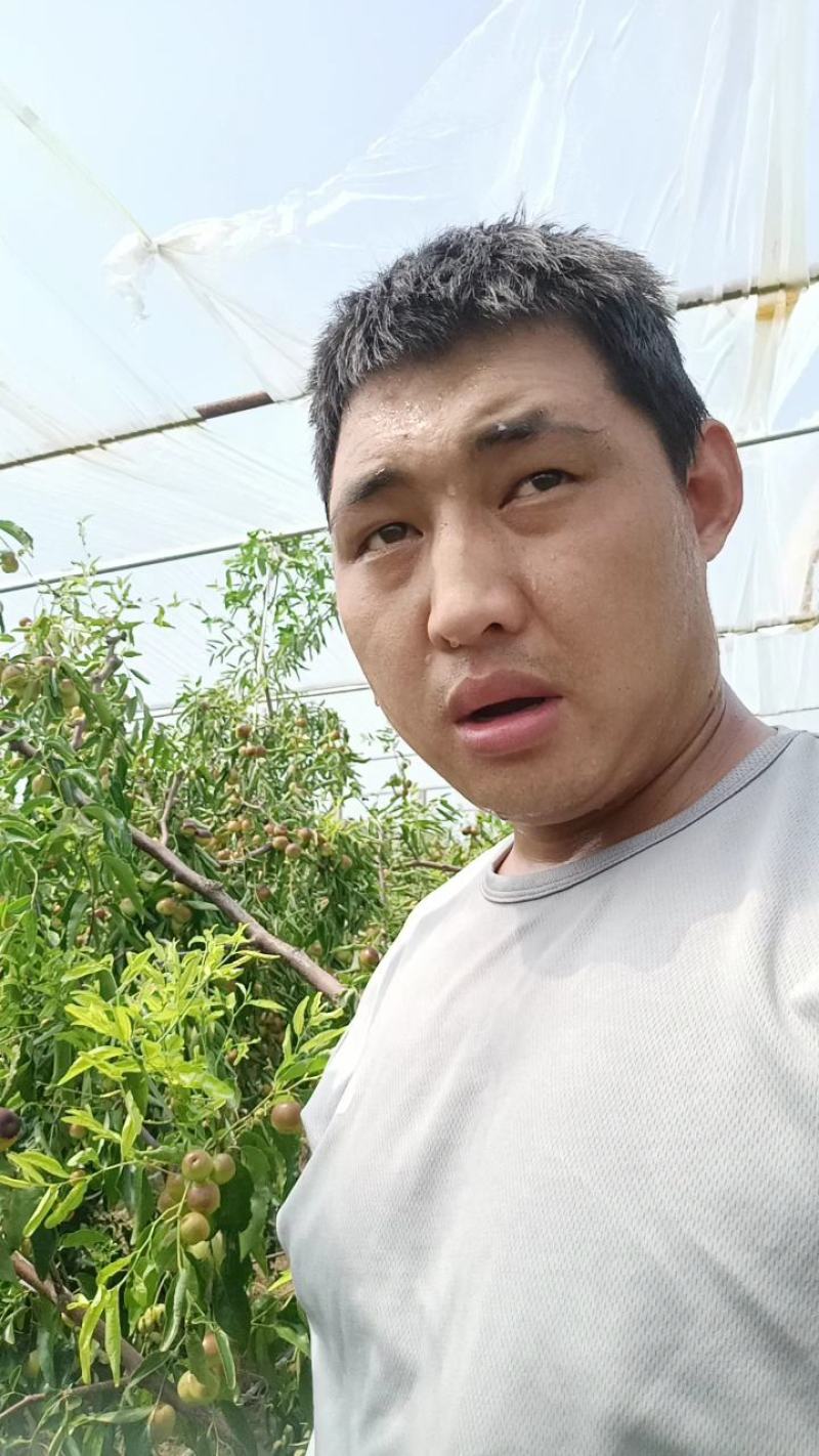 陕西大荔精品冬枣树苗，育苗十年，成活率，产量高果型漂亮，