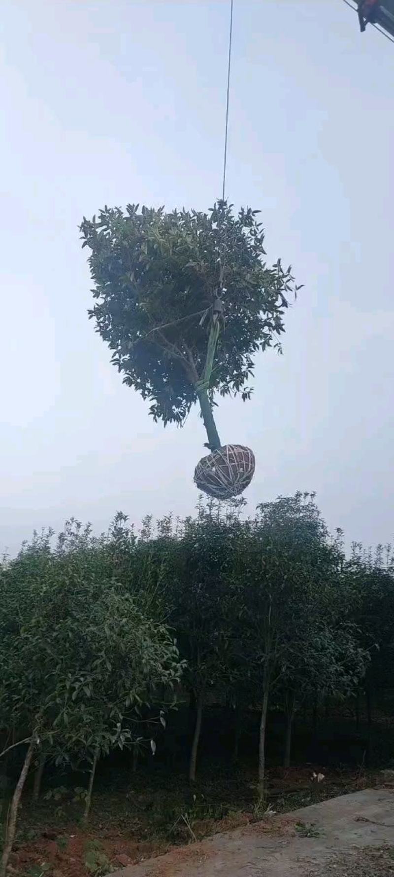 十公分桂花