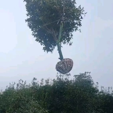 十公分桂花