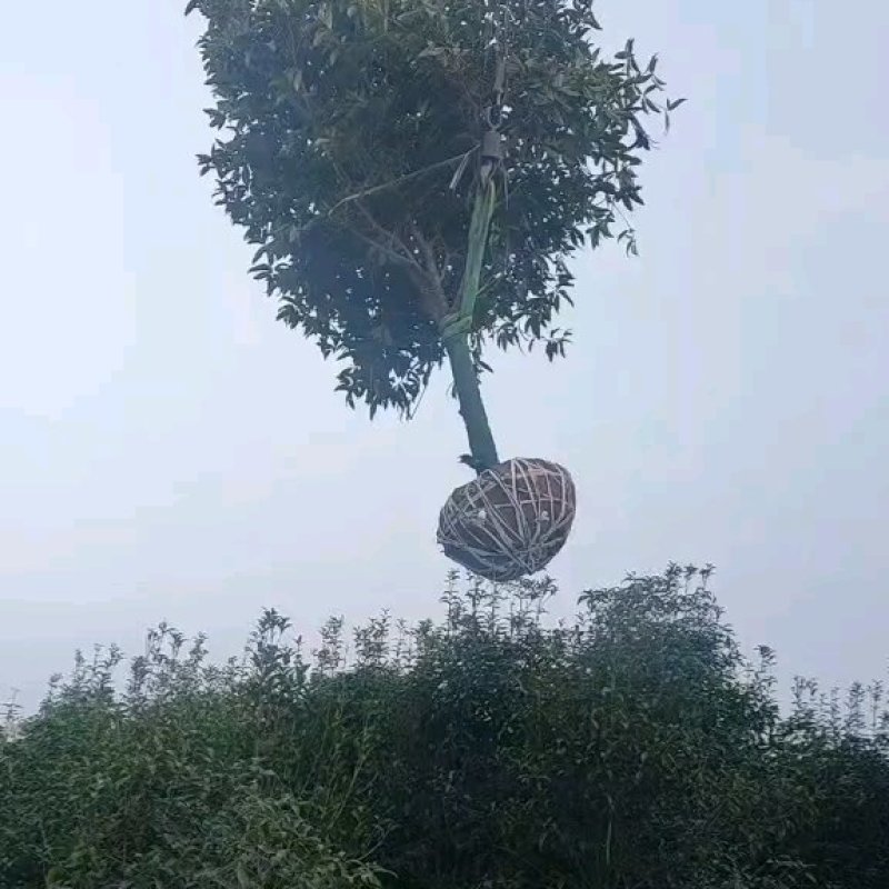 十公分桂花