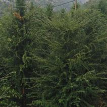 红豆杉出售，一万棵左右，直径10～20分不等，有意