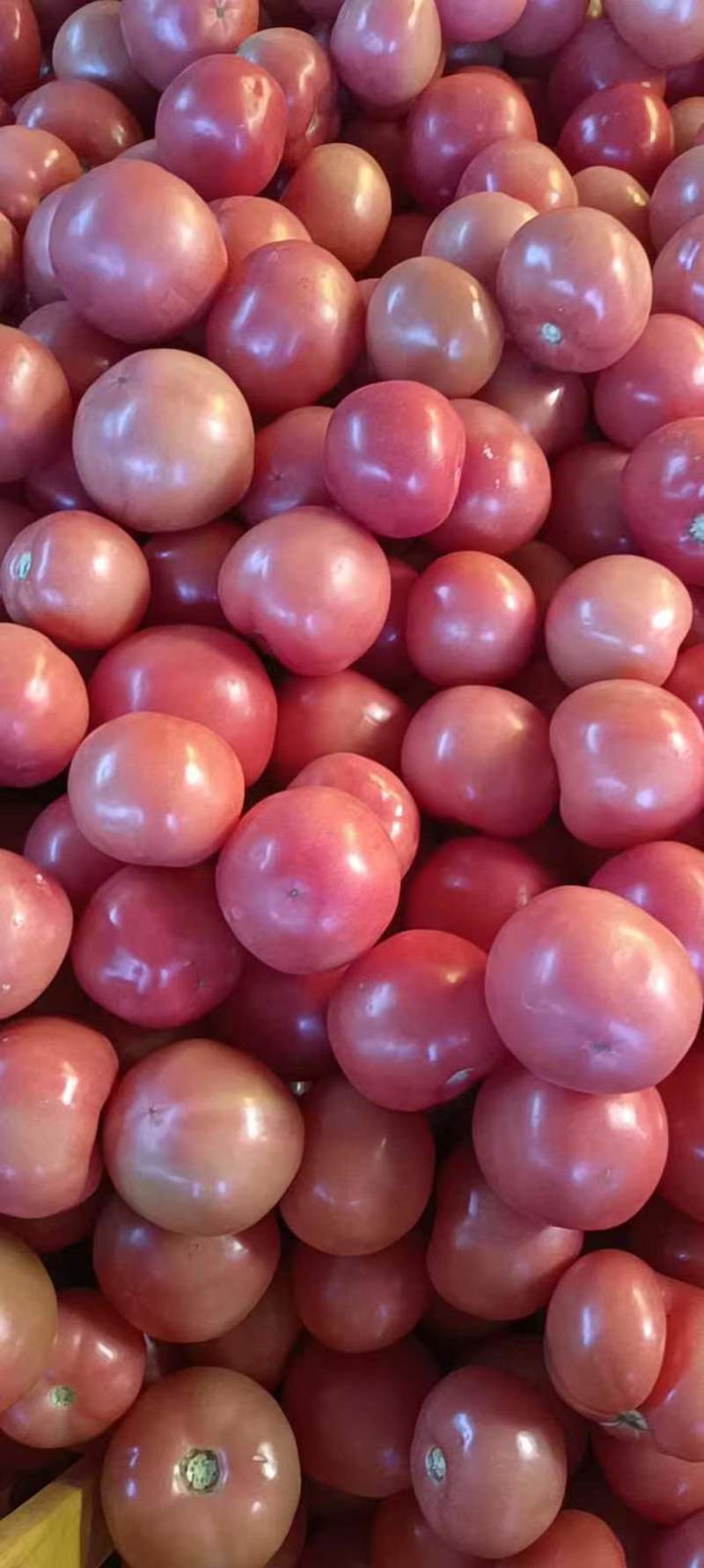 【牛商推荐】元谋西红柿番茄对接商超品质保证可视频看货