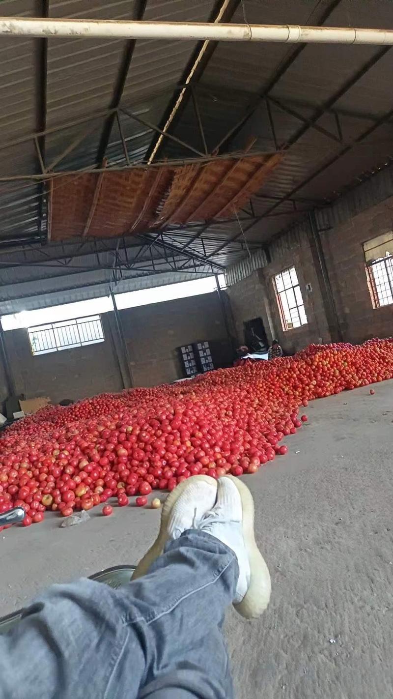 【牛商推荐】元谋西红柿番茄对接商超品质保证可视频看货