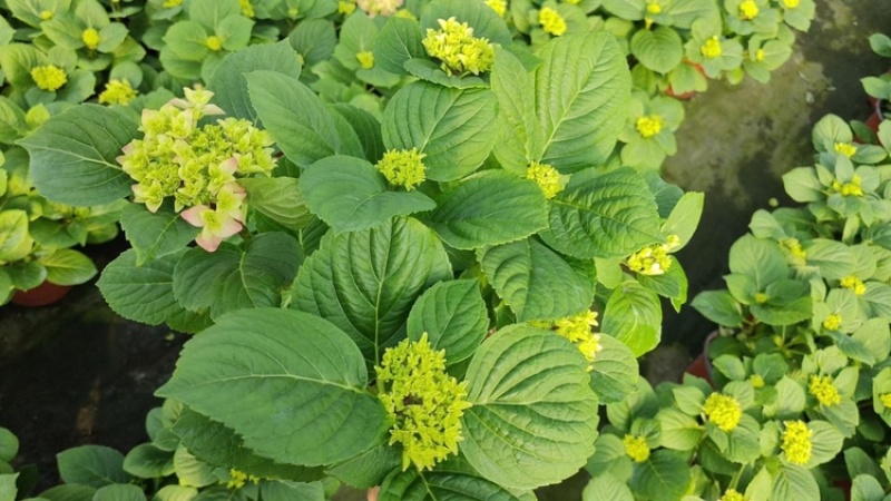 绣球花，八仙花，绿化绣球基地各种规格，品种多！